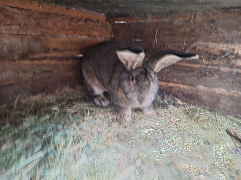 Sprzedam samca królika.