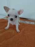Chihuahua piesek gładkowłosy biały ze znaczeniami