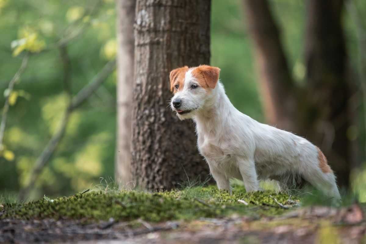 Roczna suczka Jack Russel Terrier, po wystawowych rodzicach ZKwP FCI