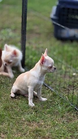 Chihuahua chlopiec szczenie FCI