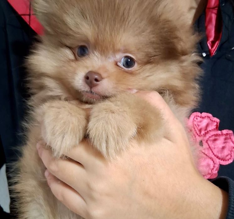 Lula da Pomerânia Mini Olhos verdes