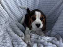 Szczenię rasy Beagle z rodowodem