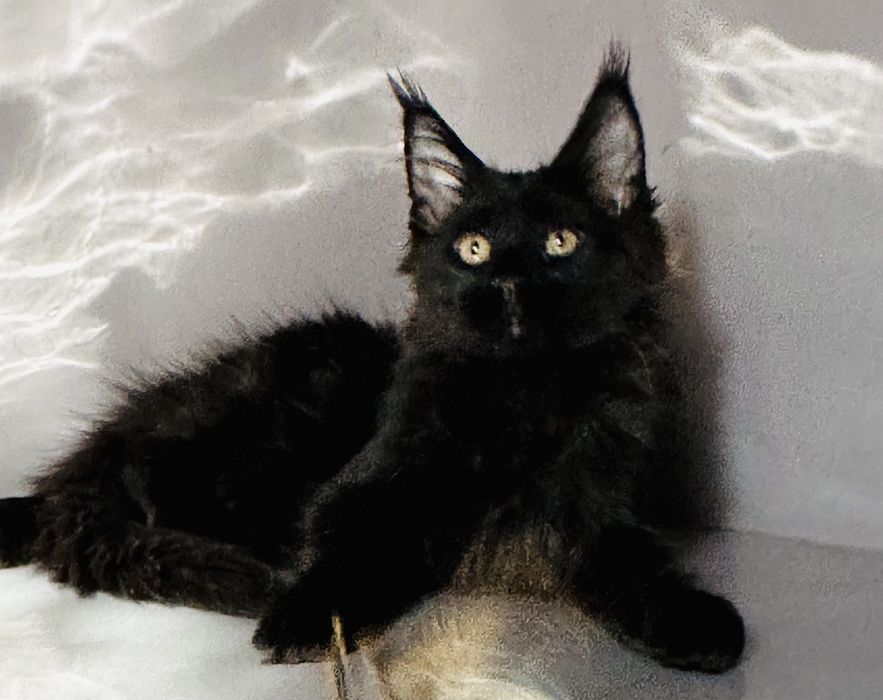 Ласковая черная пантера