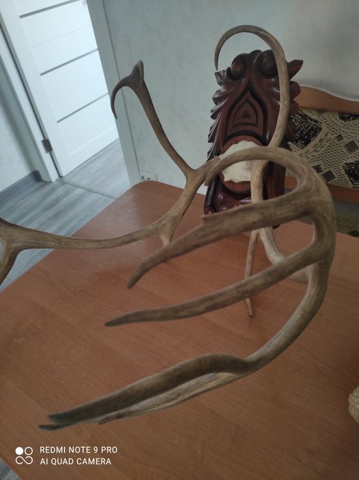 Продам роги оленя та лося.