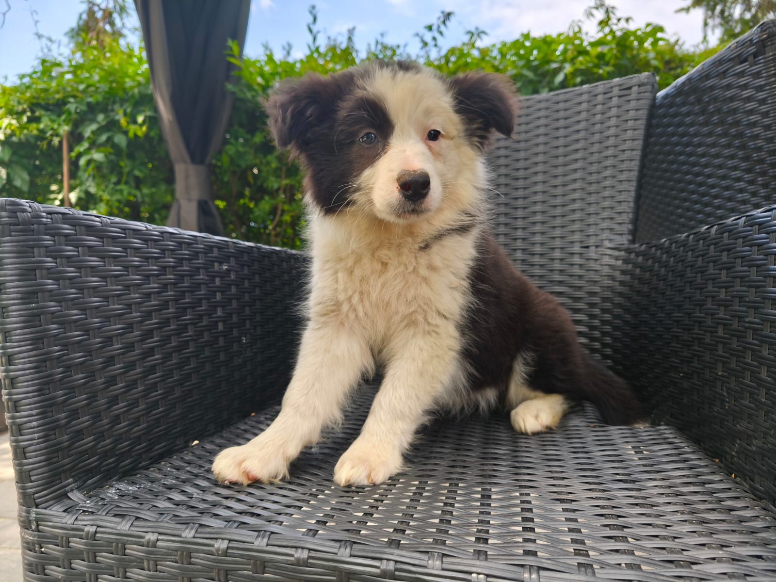 Border Collie Czarno Biała Suczka