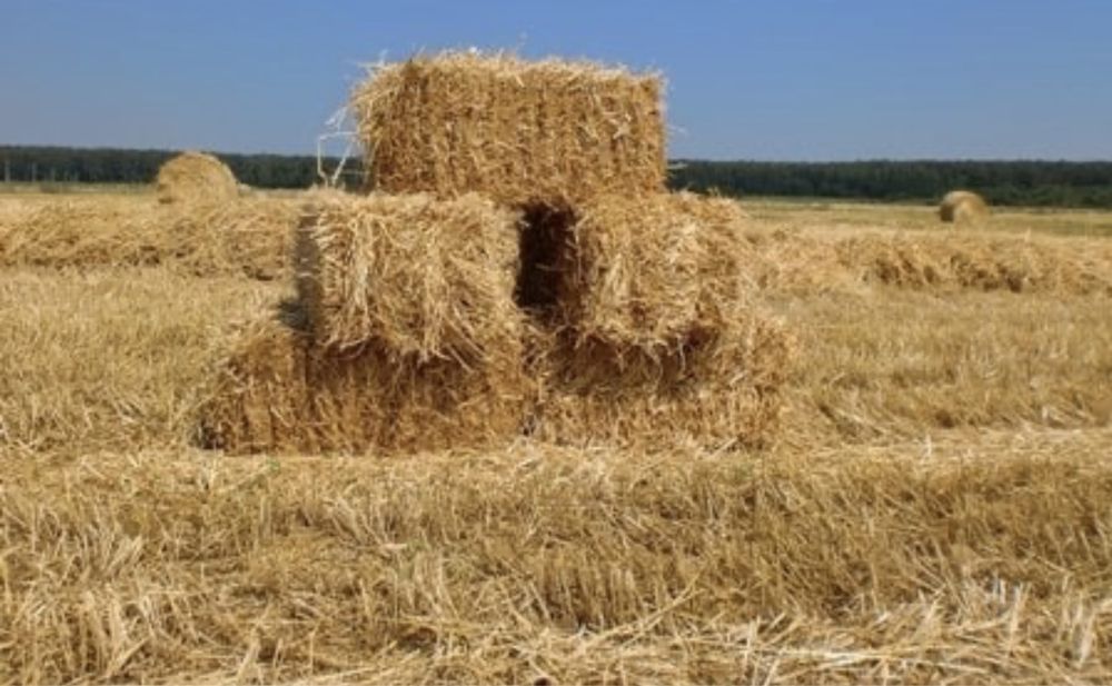 Сіно Люцерни в тюках Солома ярого ячміню / пшенична