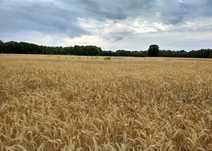 Sprzedam. Słoma żytnia z pokosu 6,5 ha.