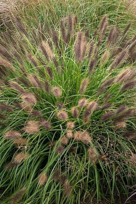Rozplenica 'Red Head' Pennisetum C2
