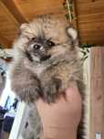 Szpic miniaturowy pomeranian