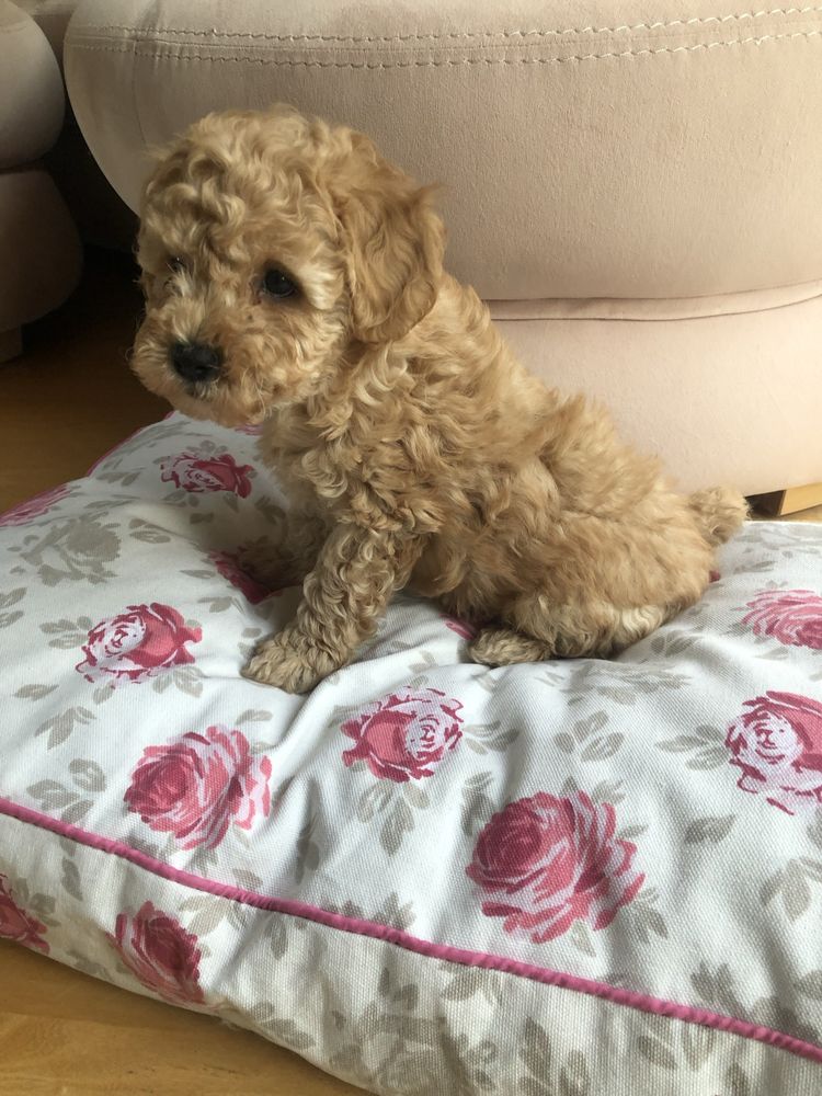 Maltipoo suczka Elsa F1B do odbioru po pudel toy