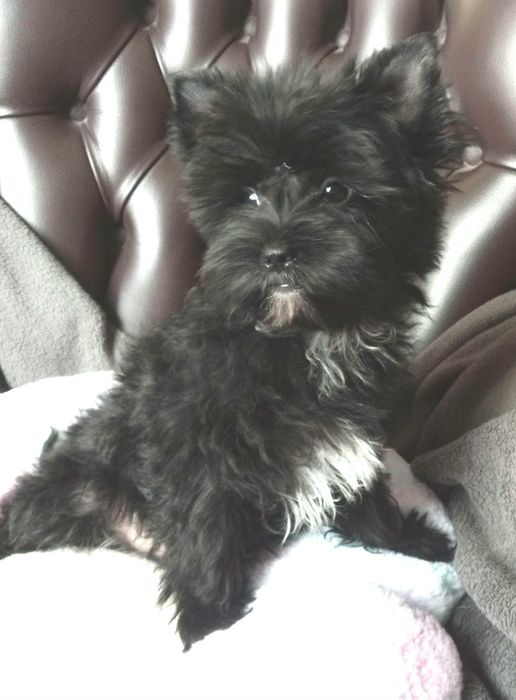Yorkshire terrier czarny chłopczyk Vincent