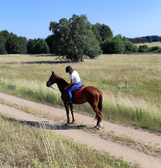 Sprzedam/wymienię wałacha