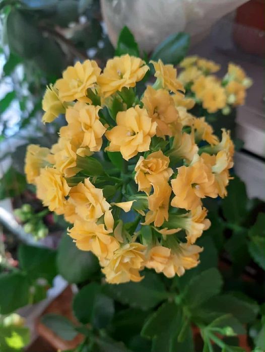 Каланхоэ Каландива