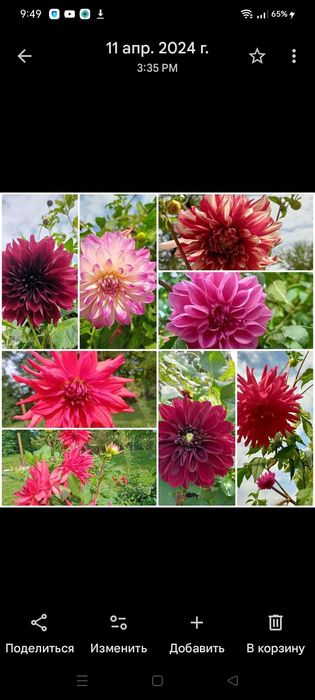 Бульби жоржин георгіни