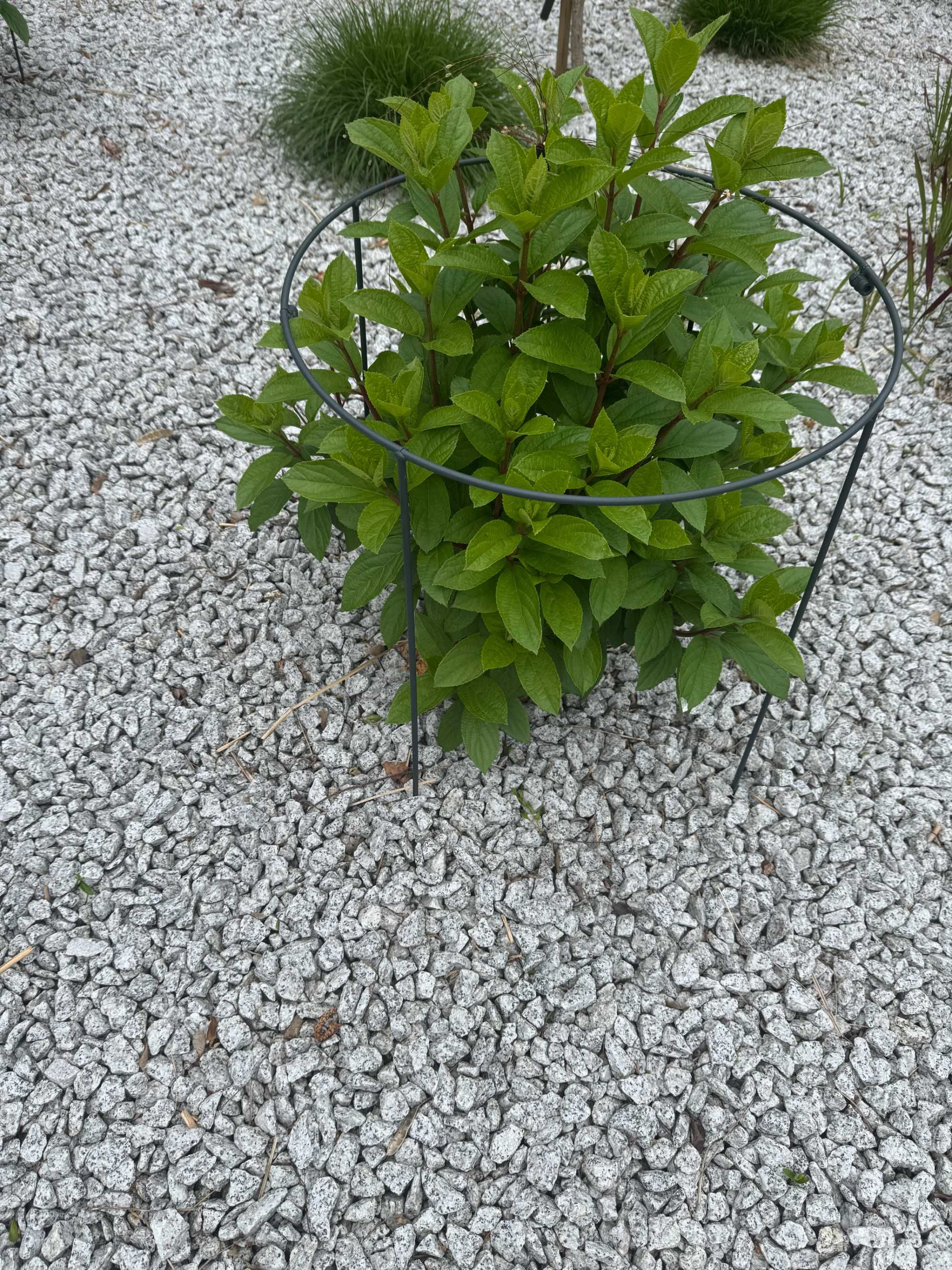 podpora pod hortensje
