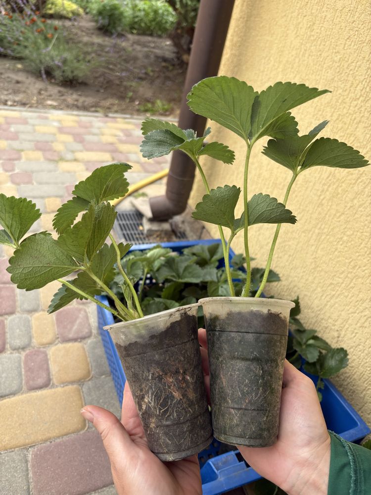 Молоді сажанці полуниці