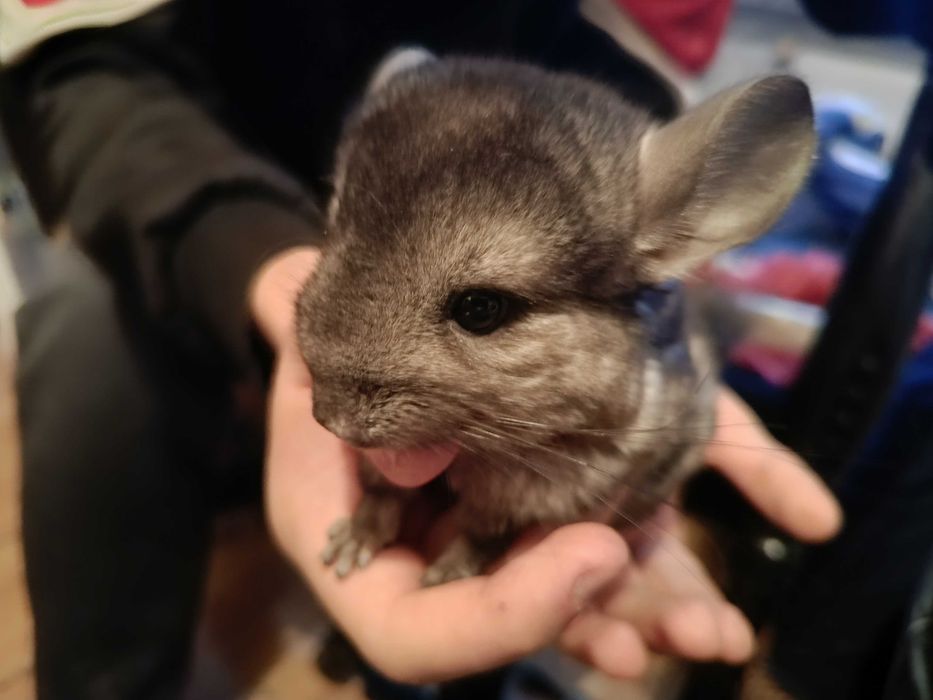 Szynszyle Rezerwacja do środy