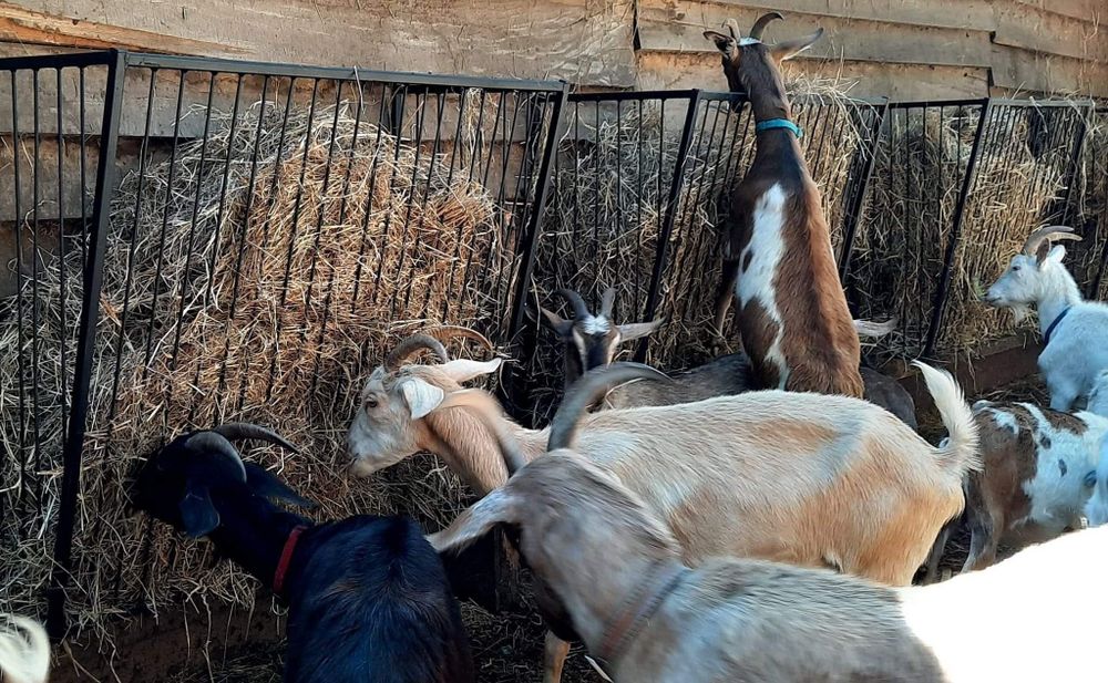 Paśnik na siano dla kóz, alpak, lam