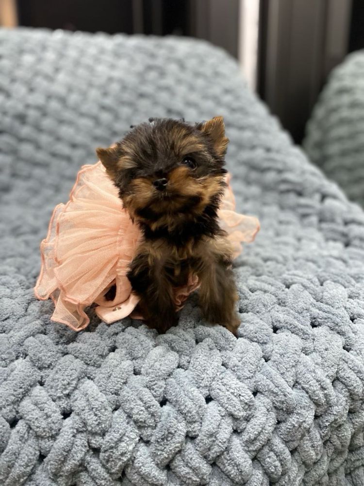 York suczka teacup Yorkshire Terrier, Łodz