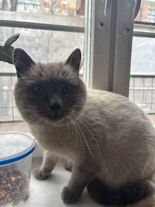 Нашли кота, Победа 4 массив