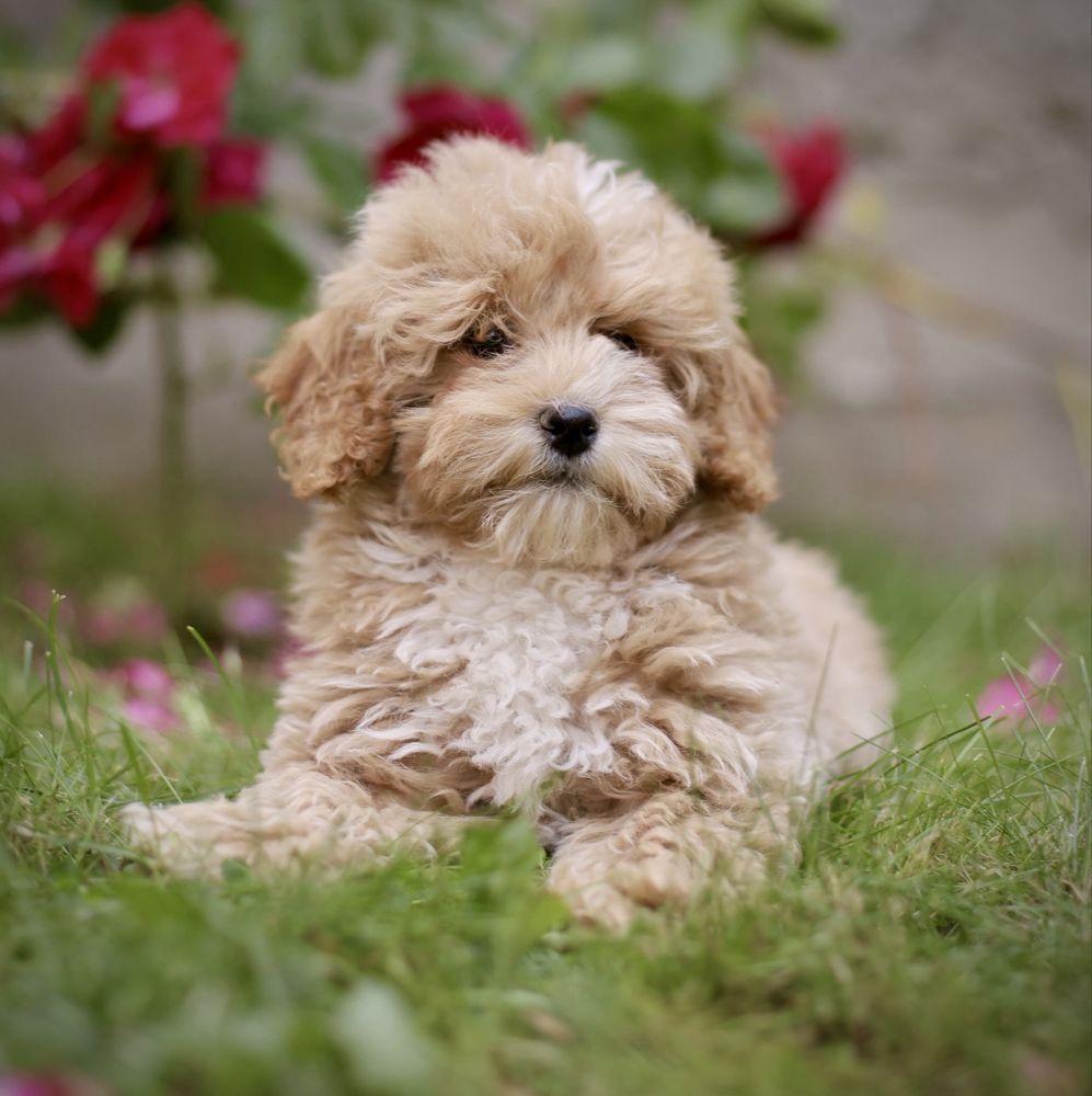 Śliczne szczenięta maltipoo