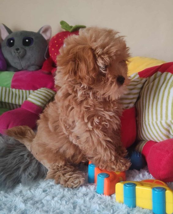 Maltipoo Piękny Czesio