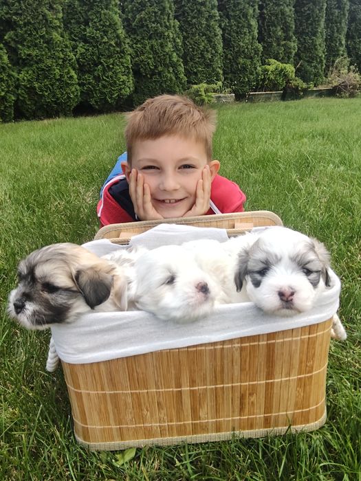 Coton de Tulear szczenię o imieniu Figo