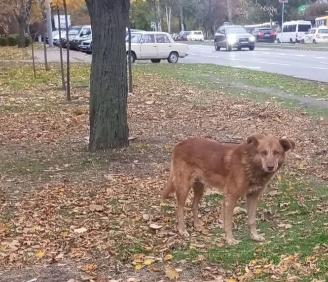 Замечена собака Бородинский