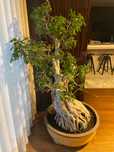 Bonsai Ficus Retusa Gigante +50anos