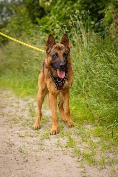 Yoda w typie owczarka niemieckiego pilnie szuka domku