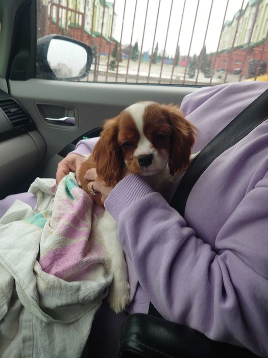 Доставка тварин, Перевезення тварин. Одеса. Переїзд. Трансфер