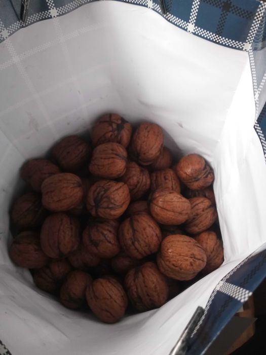 Orzechy włoskie duże
