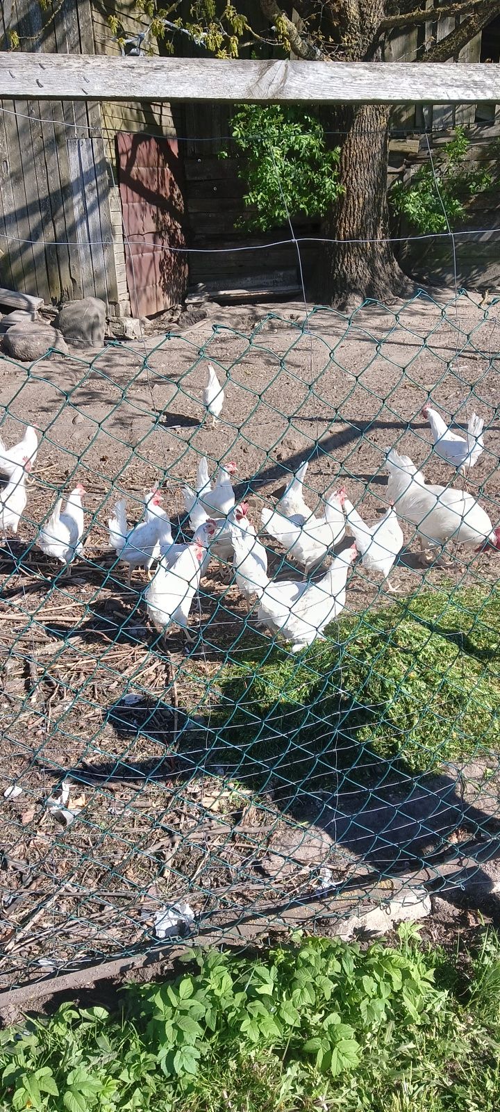 Jaja lęgowe Leghorn