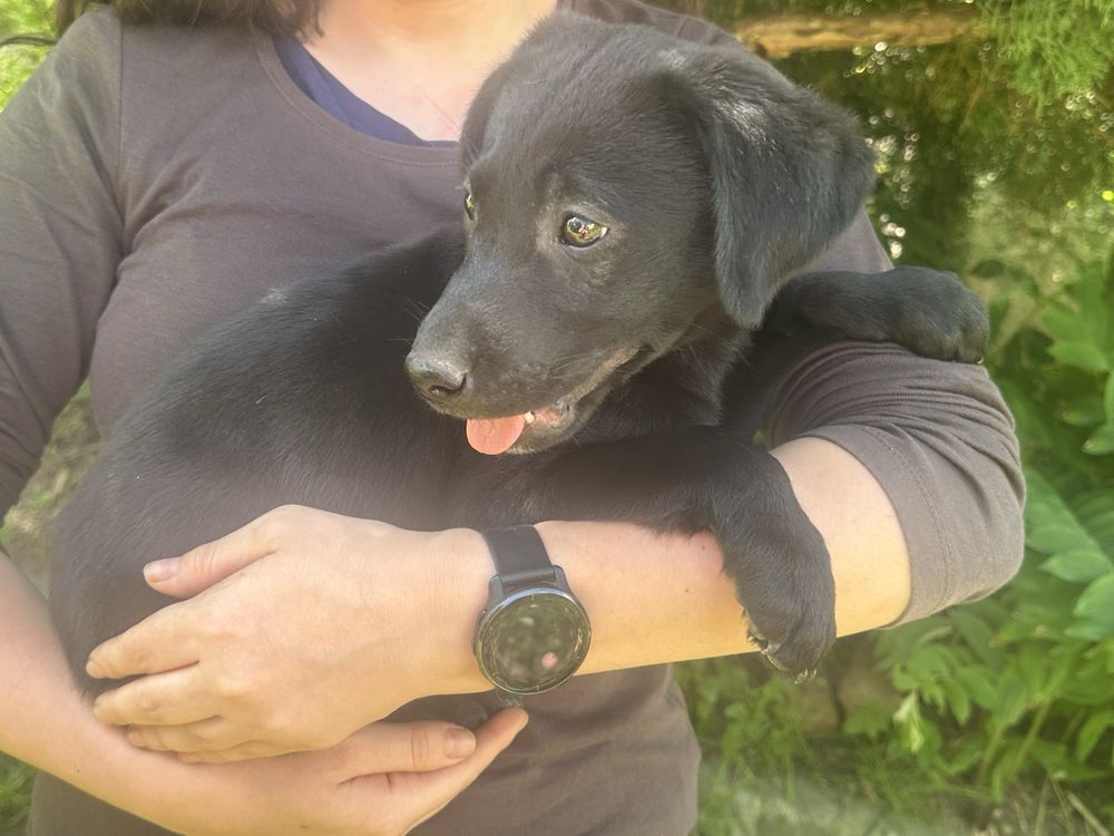 Czarna sunia labrafor retriever DO ODBIORU