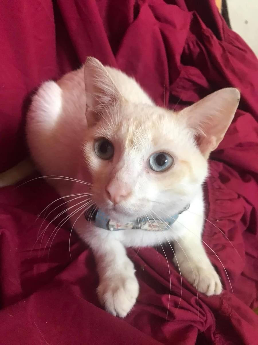 Вакцинований котик