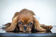 Cavalier King Charles Spaniel* Mini Chłopczyk LUIS* gotowy do odbioru