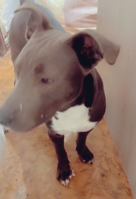 Amstaff urodzony 24.12.2024