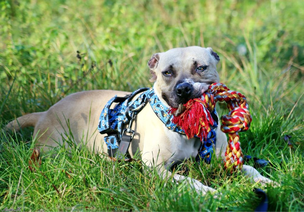 Piękna Pitbullka Renesme czeka na dom