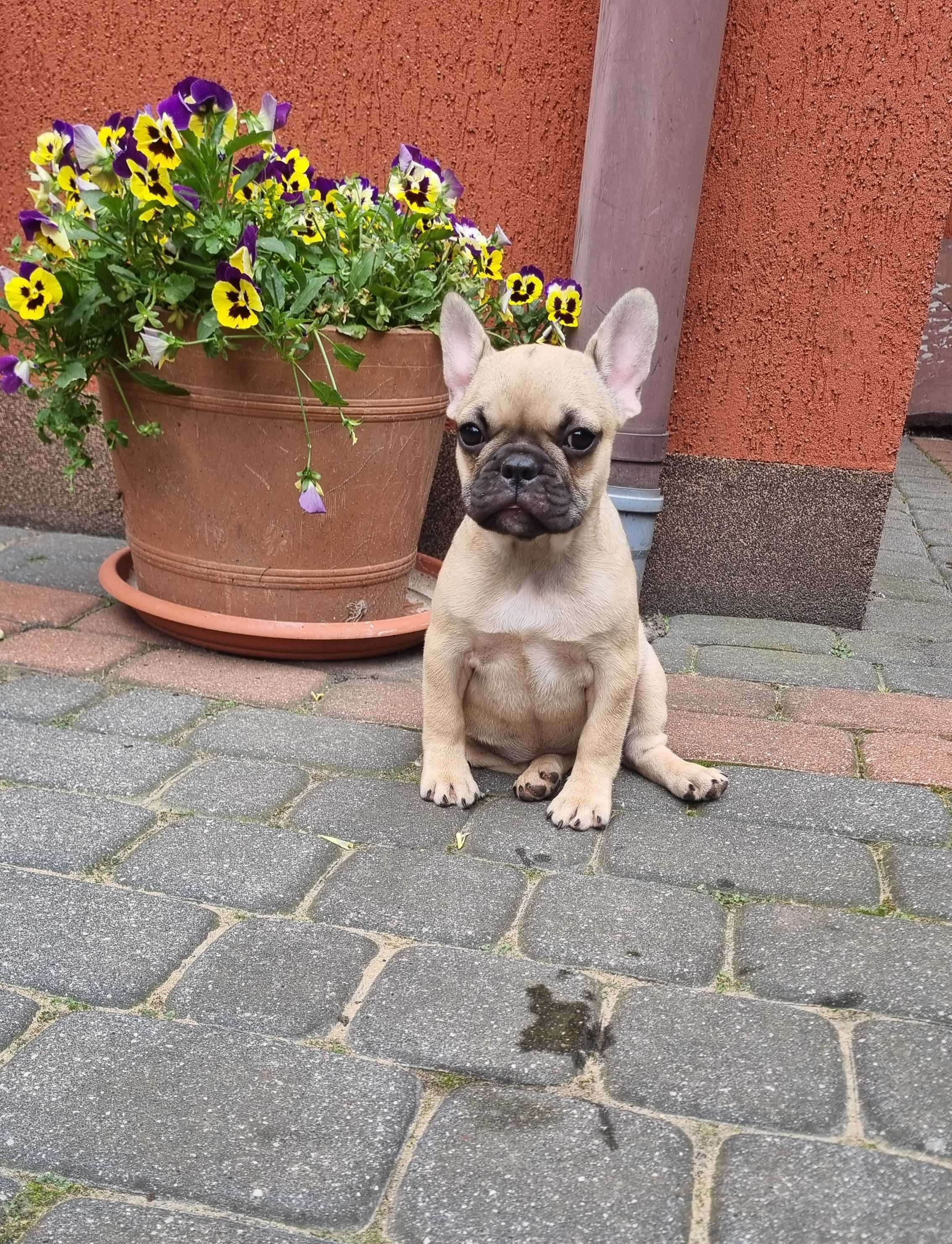 Buldog francuski suczka