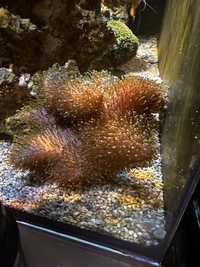 Sarcopython koral miekkie