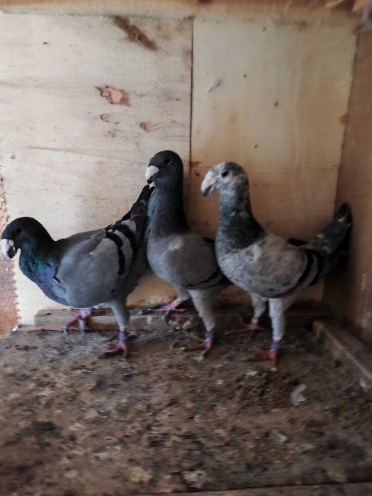 Niemieckie wystawowe