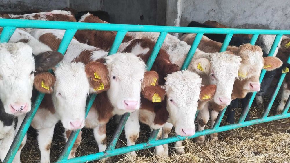 Odsadki Simental 200-250kg