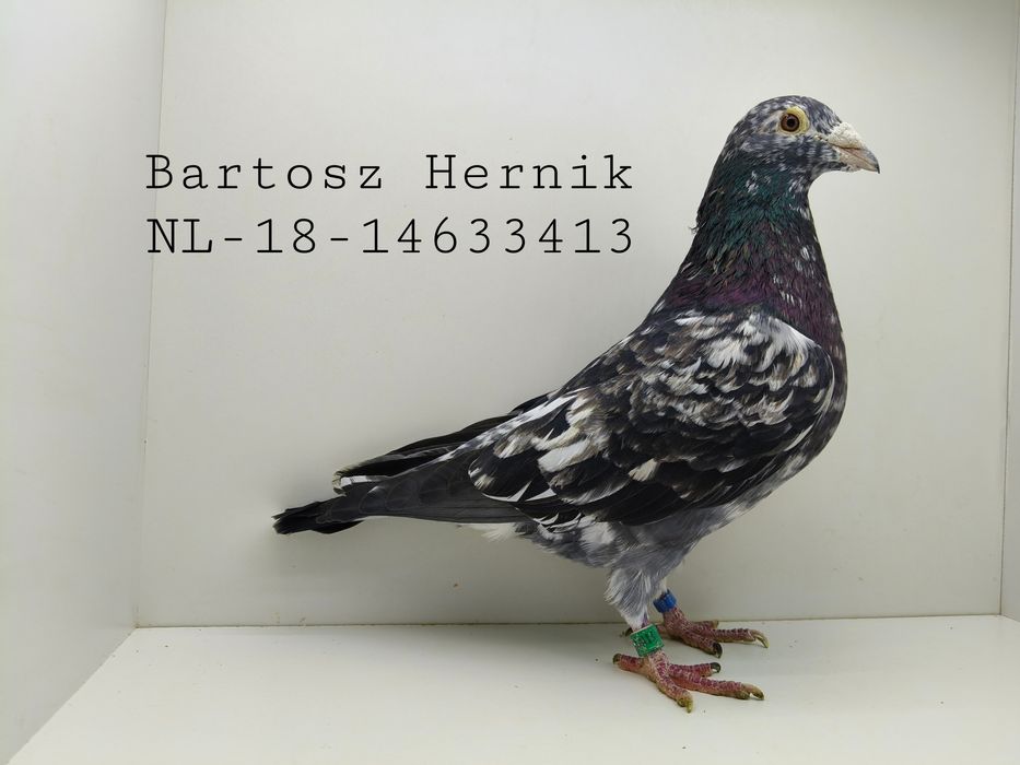 Gołębie pocztowe nietypowe barwy -- Almond Stipper Opal