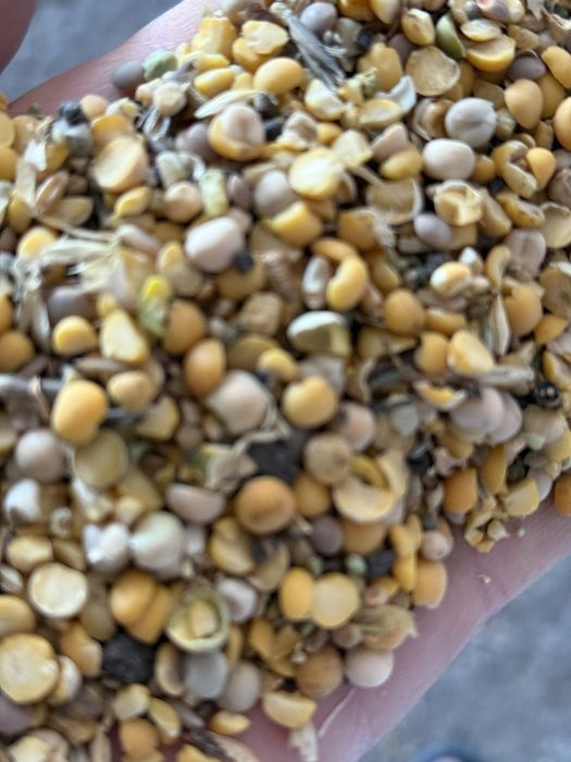 Половинки гороха