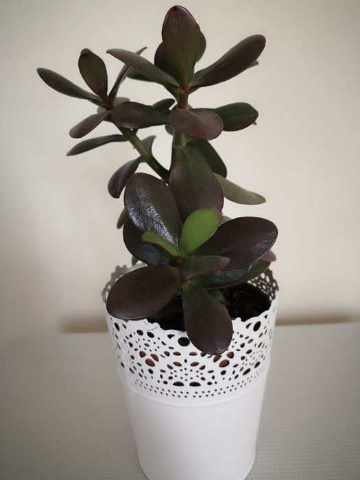 Drzewko szczęścia inaczej grubosz crassula