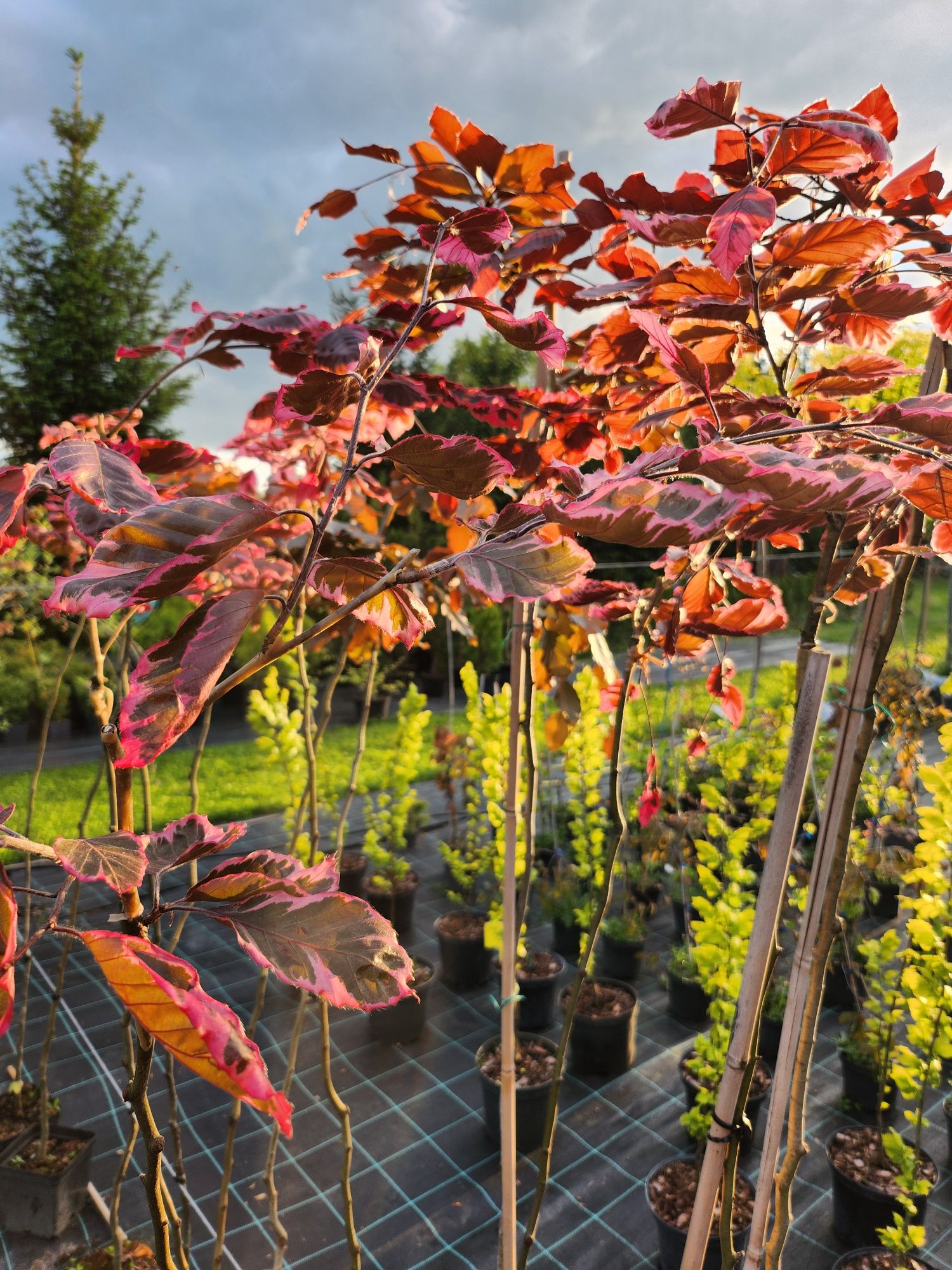 Buk "Tricolor" "Purpurea pendula"