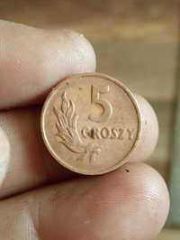 Sprzedam monete 5 groszy 1949 rok bzm brąz