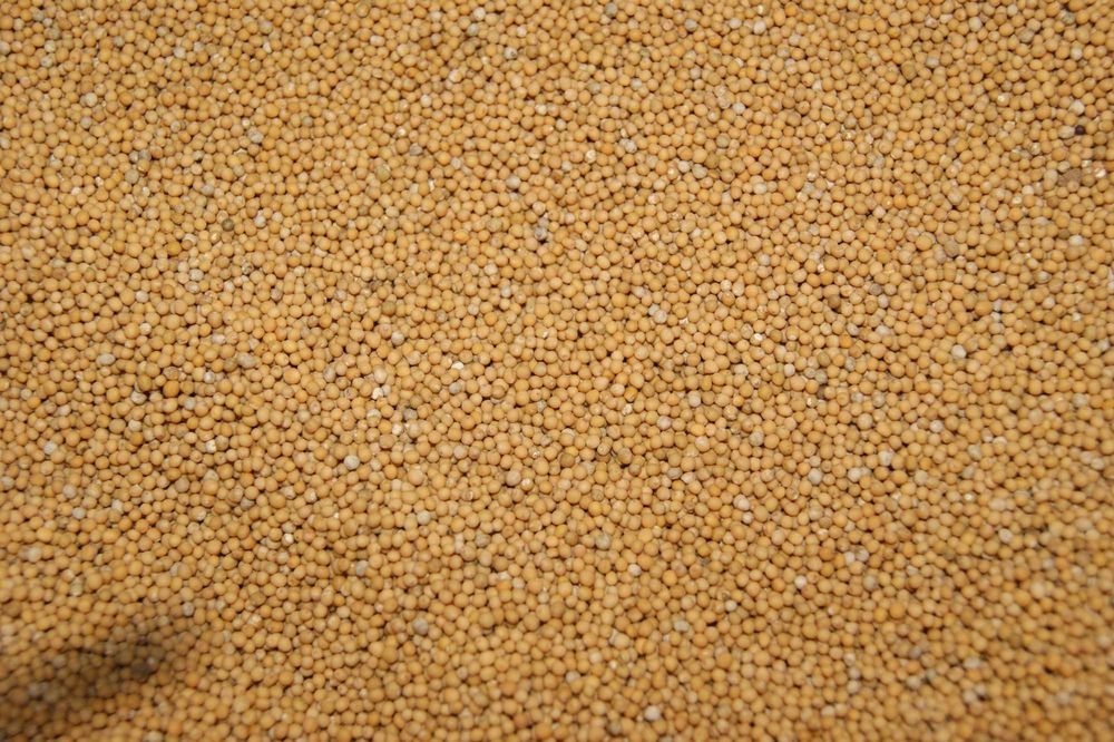 Gorczyca bez oprysków! Ładna!