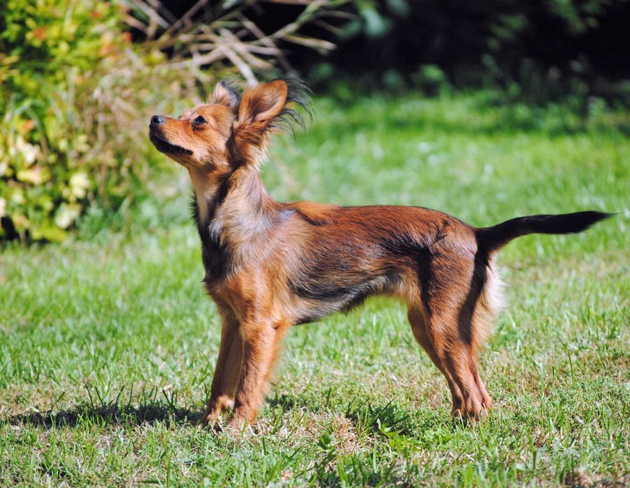 Toy rosyjski długowłosy