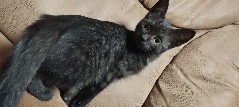 Котята комочки счастья в добрые руки